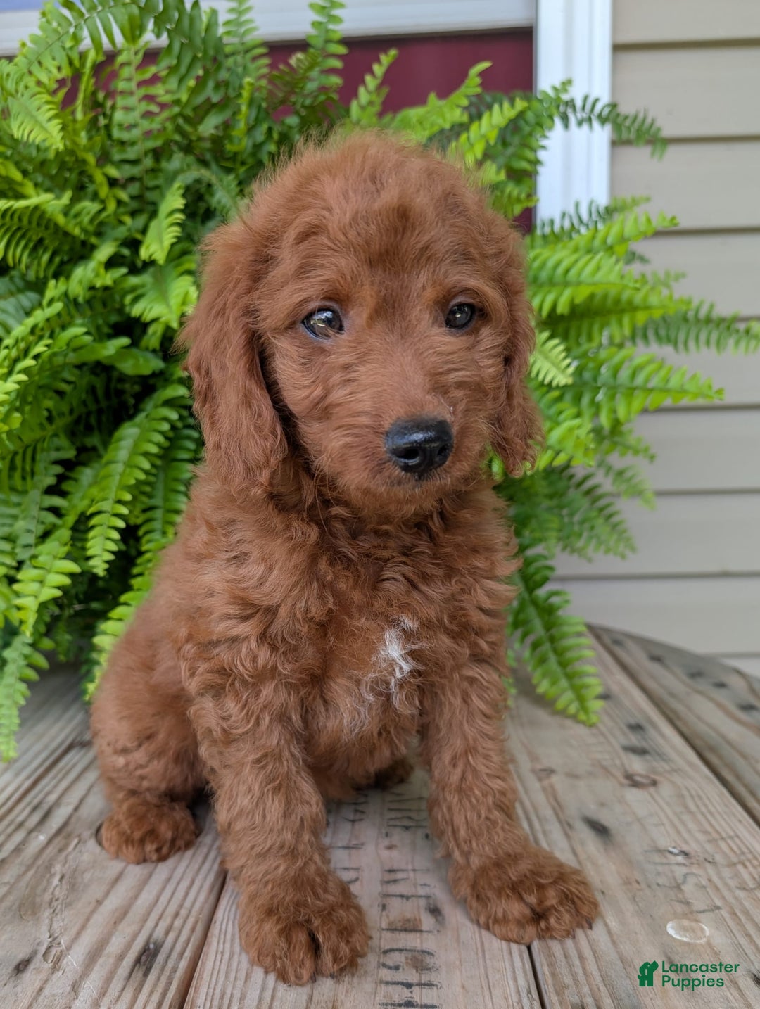 Mini Goldendoodle dogs for sale: Mini -coner - Image 13