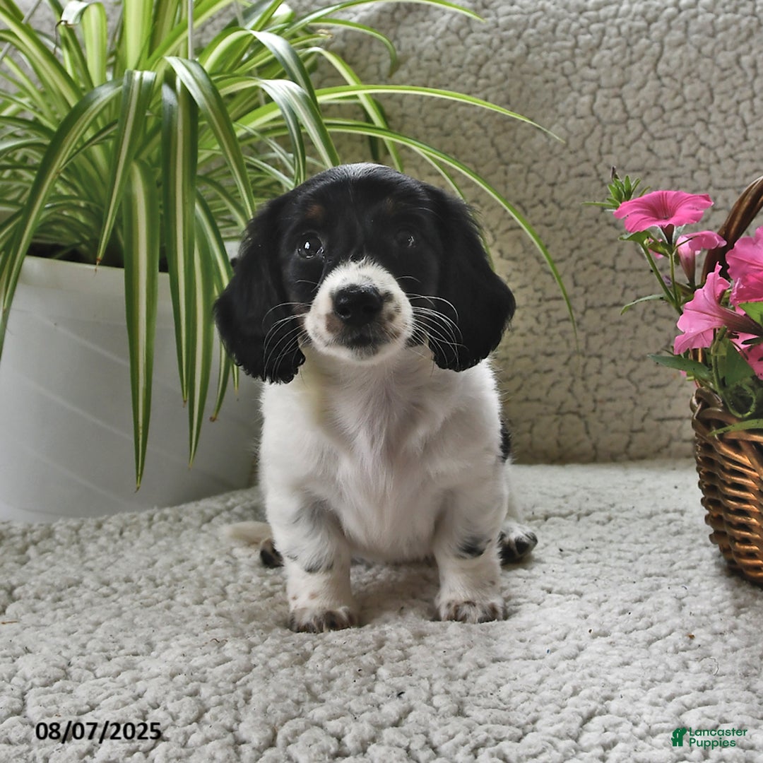 Miniature Dachshund dogs for sale: Lilly - Image 2