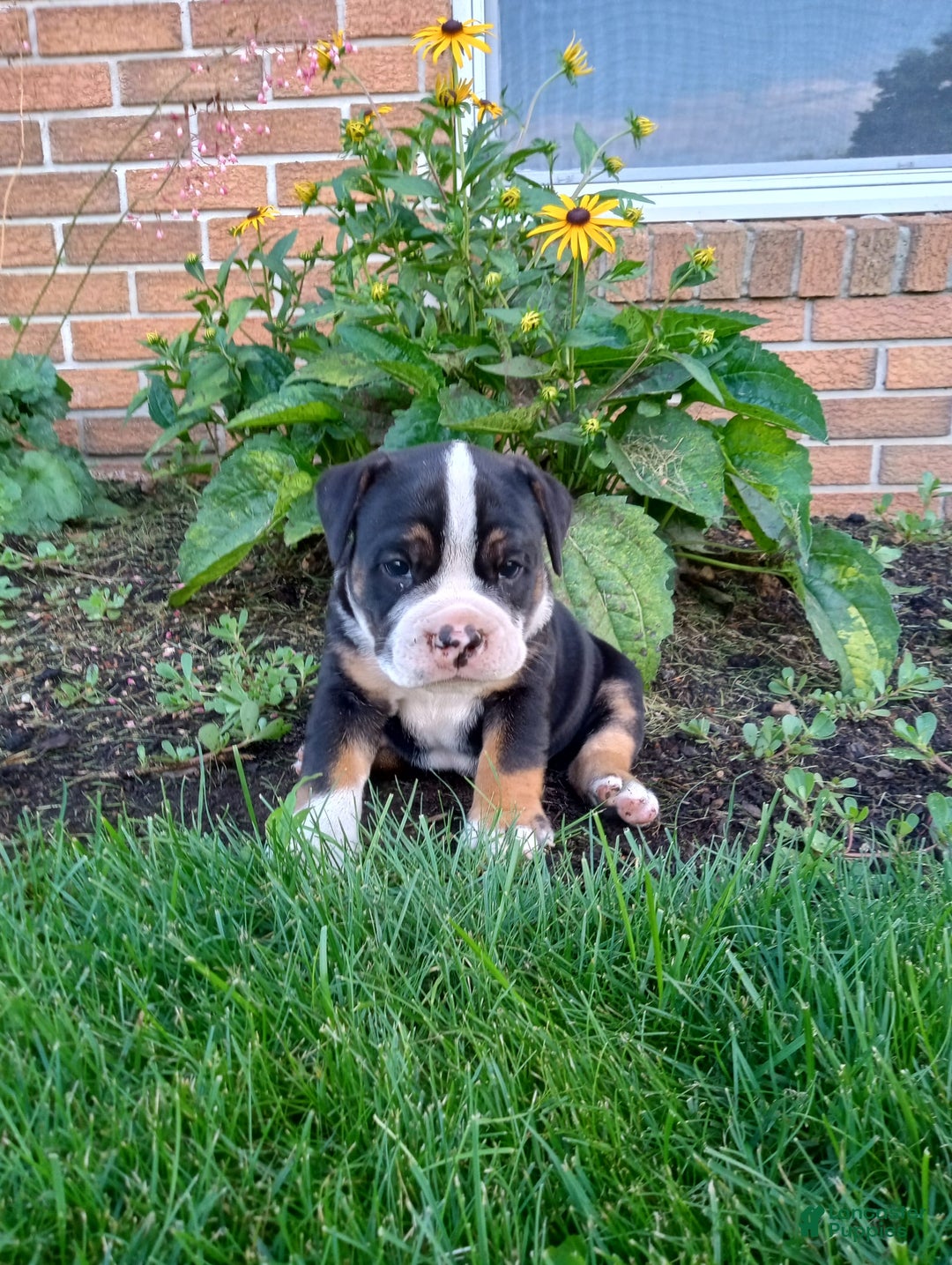 Olde English Bulldogge dogs for sale: Ethan - Image 8