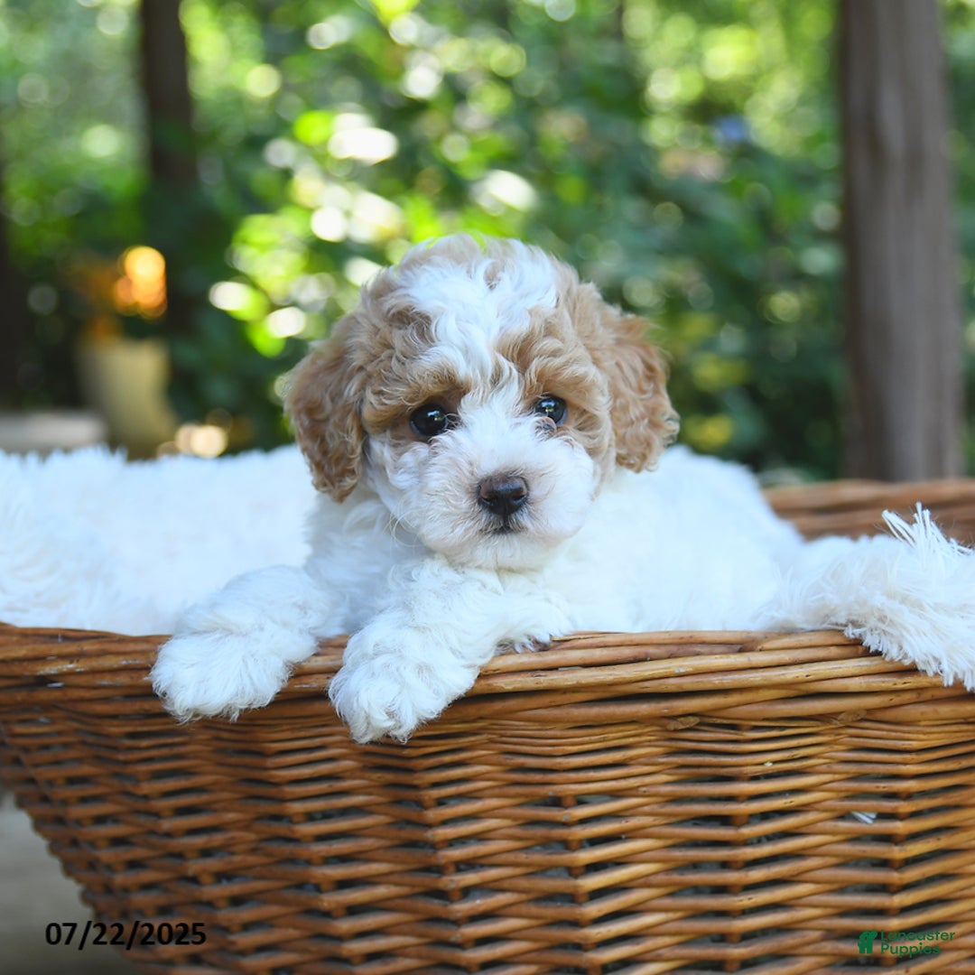 Miniature Poodle dogs for sale: Luna - Image 4