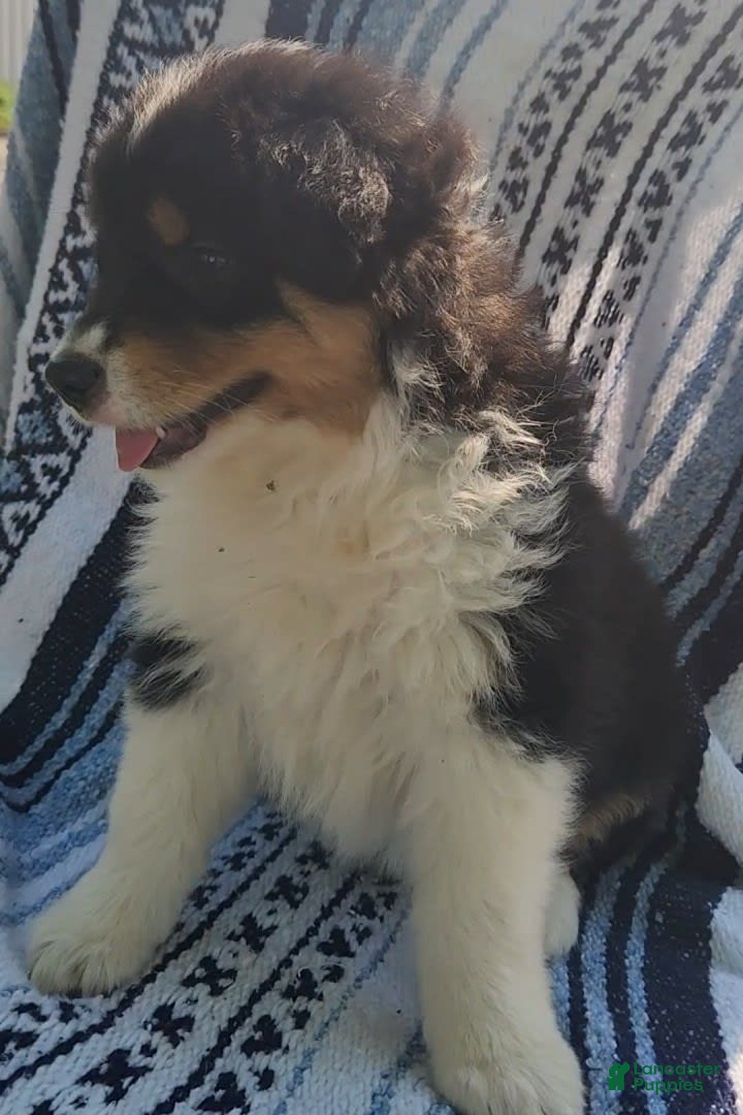 Australian Shepherd dogs for sale: Sasha - Image 11