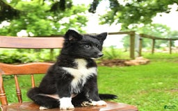 Border Collie dogs for sale: Paris - Image 10