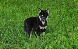 Shiba Inu dogs for sale: Reagen - Image 3