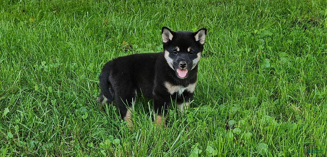Shiba Inu dogs for sale: Reagen - Image 3