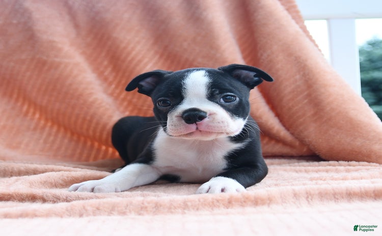 Boston Terrier dogs for sale - Ad 4