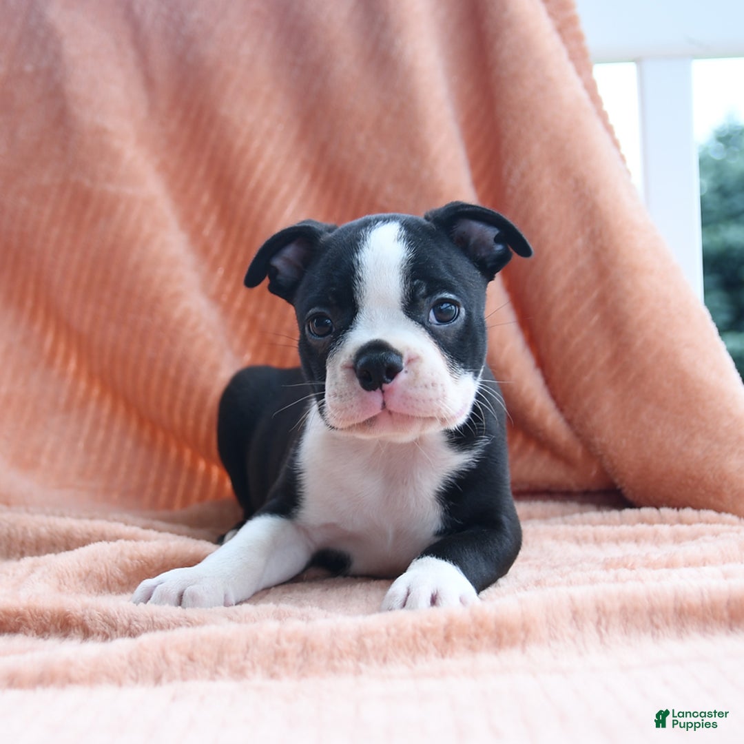 Boston Terrier dogs for sale: Eagle - Image 1