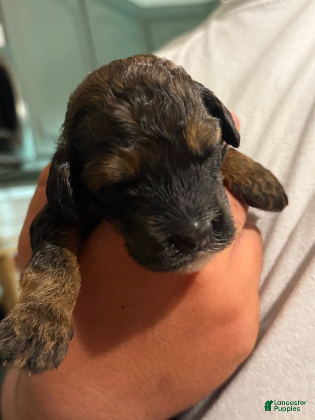 Bernedoodle dogs for sale: Green Collar Girl - Image 7
