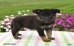 German Shepherd dogs for sale: Cletus - Image 3