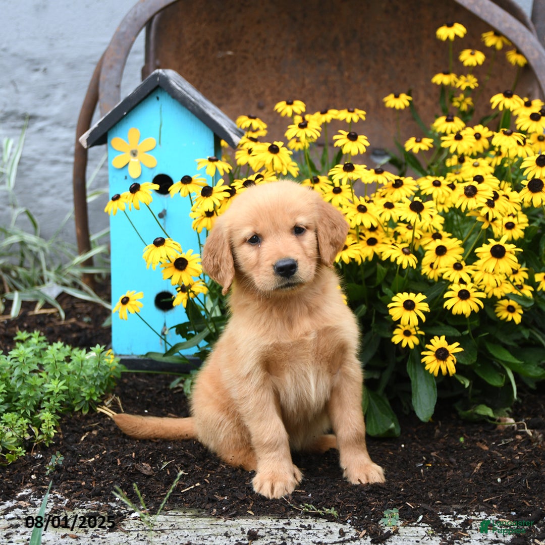 Golden Retriever dogs for sale: Fern - Image 1