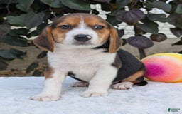 Beagle dogs for sale: Benji - Image 8