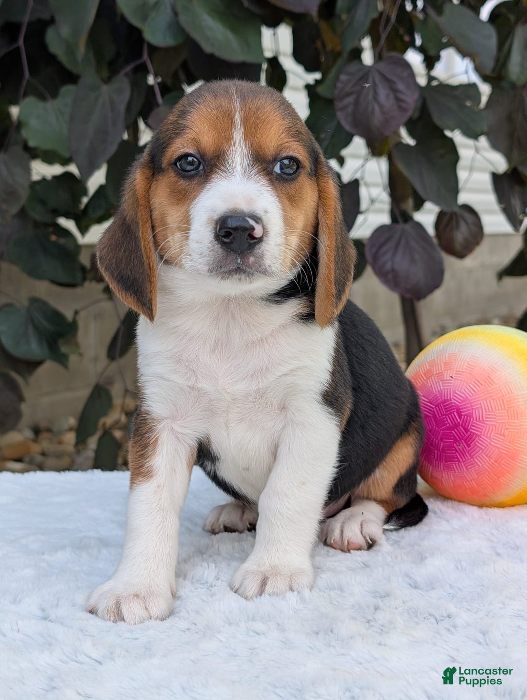 Beagle dogs for sale: Benji - Image 8