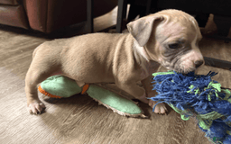 American Pit Bull Terrier dogs for sale: Peanut - Image 23