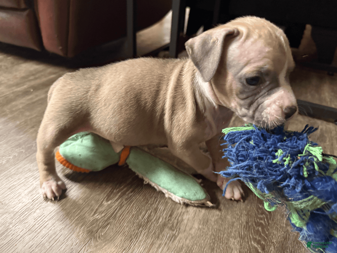 American Pit Bull Terrier dogs for sale: Peanut - Image 23