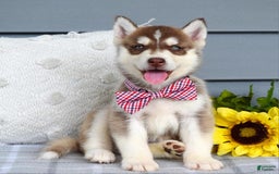 Siberian Husky dogs for sale: Cooper - Image 1
