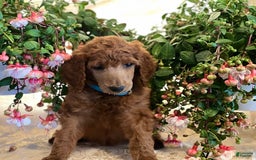 Standard Poodle dogs for sale: Tucker - Image 5