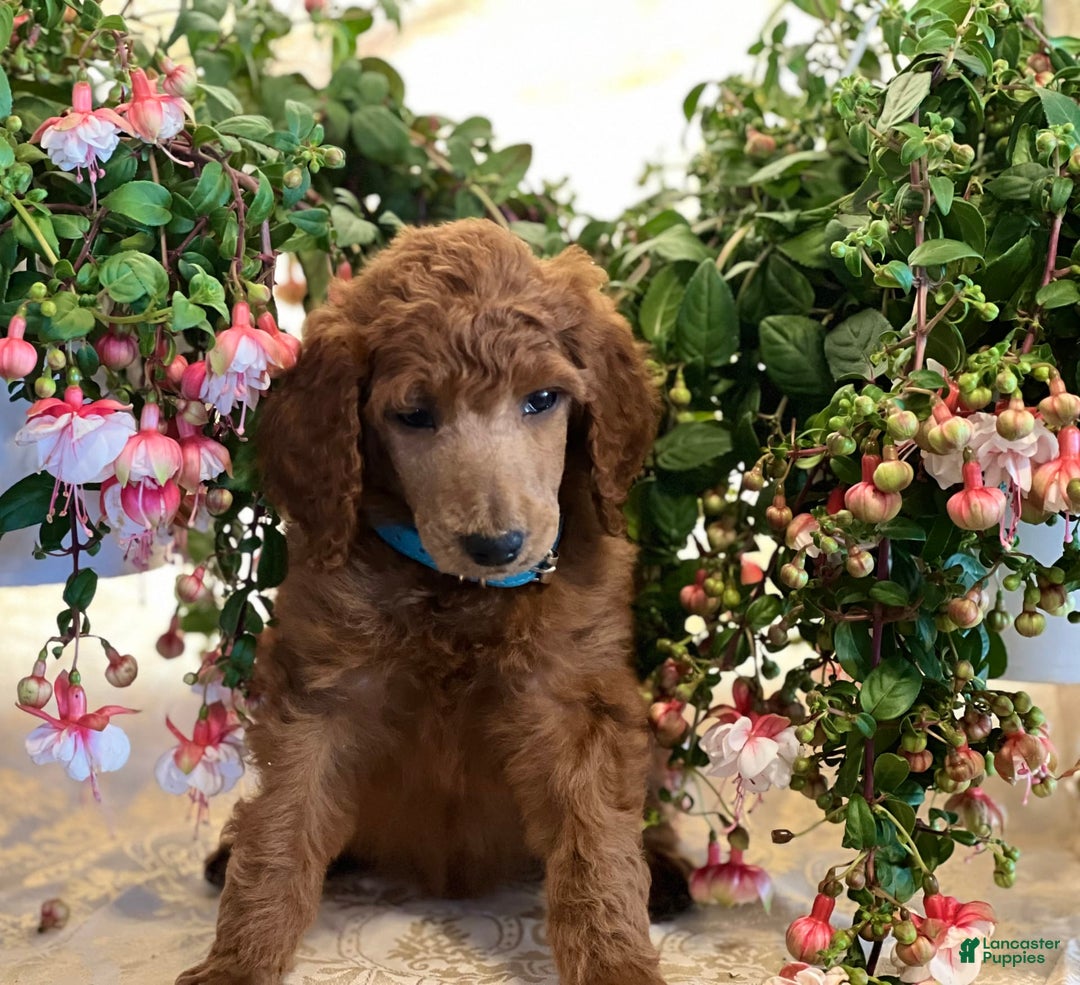 Standard Poodle dogs for sale: Tucker - Image 5