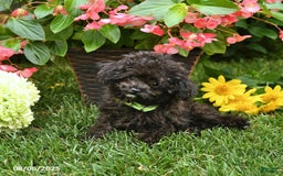 Toy Poodle dogs for sale: Violet - Image 3