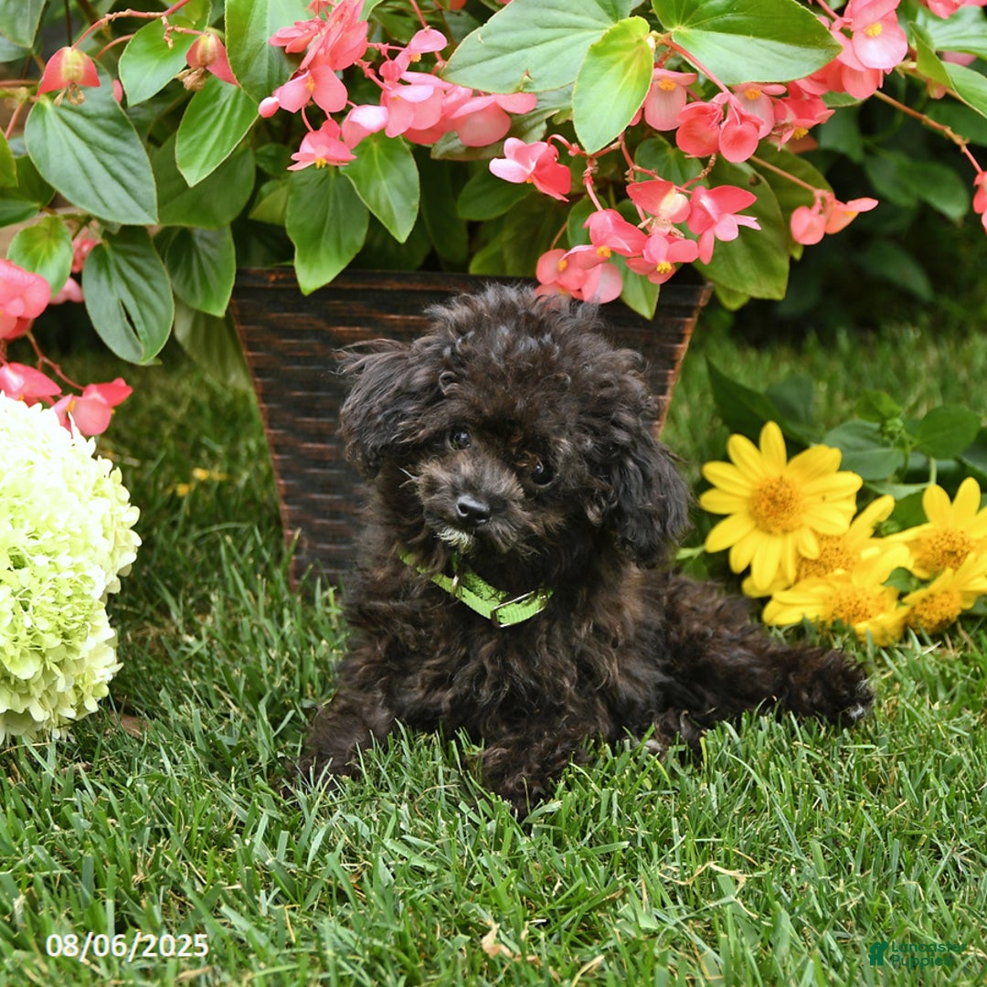 Toy Poodle dogs for sale: Violet - Image 3