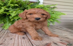 Mini Goldendoodle dogs for sale: Mini -kory - Image 4