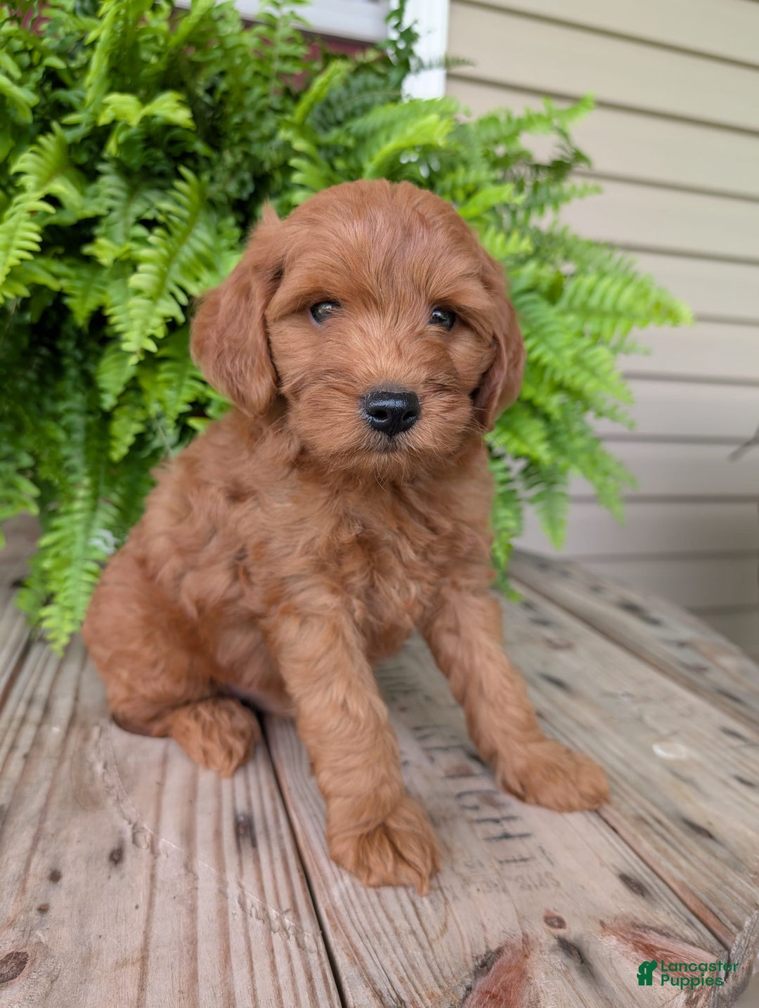Mini Goldendoodle dogs for sale: Mini -kory - Image 4