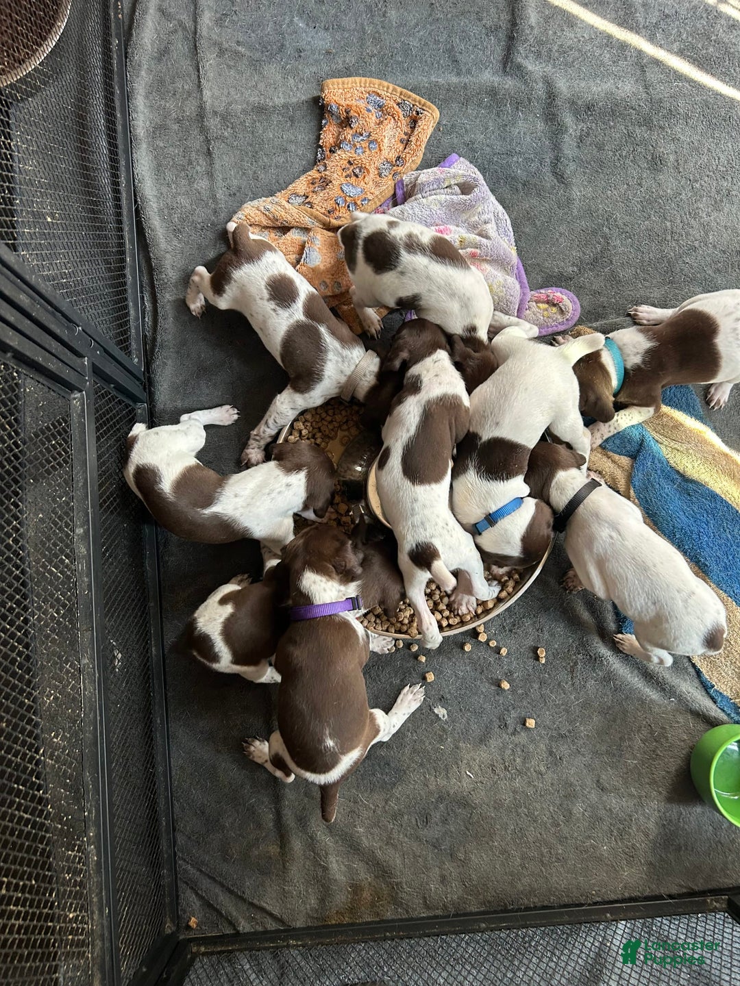 German Shorthaired Pointer dogs for sale: Pink - Image 3