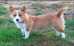 Welsh Corgi Pembroke dogs for sale: Kory - Image 17