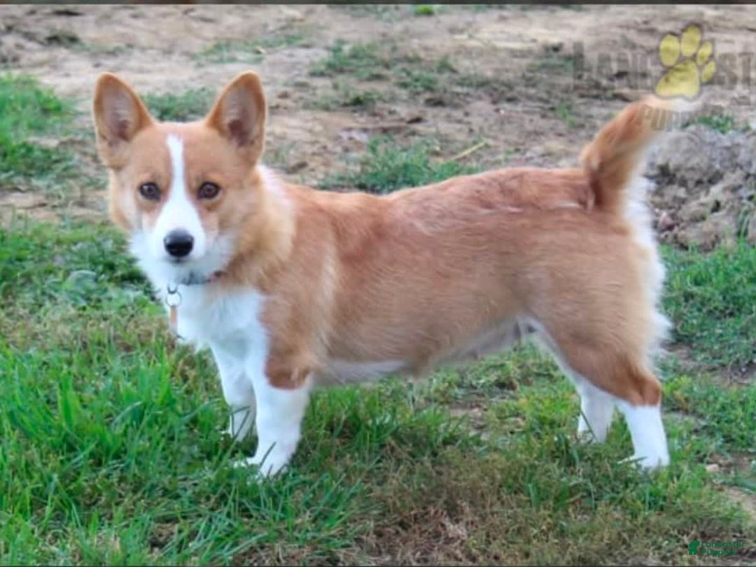 Welsh Corgi Pembroke dogs for sale: Kory - Image 17