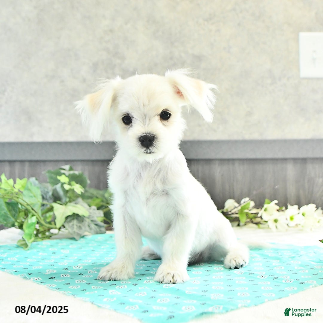 Maltese dogs for sale: Trooper - Image 5