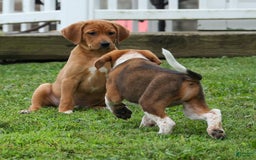 Beagle dogs for sale: Cooper - Image 9