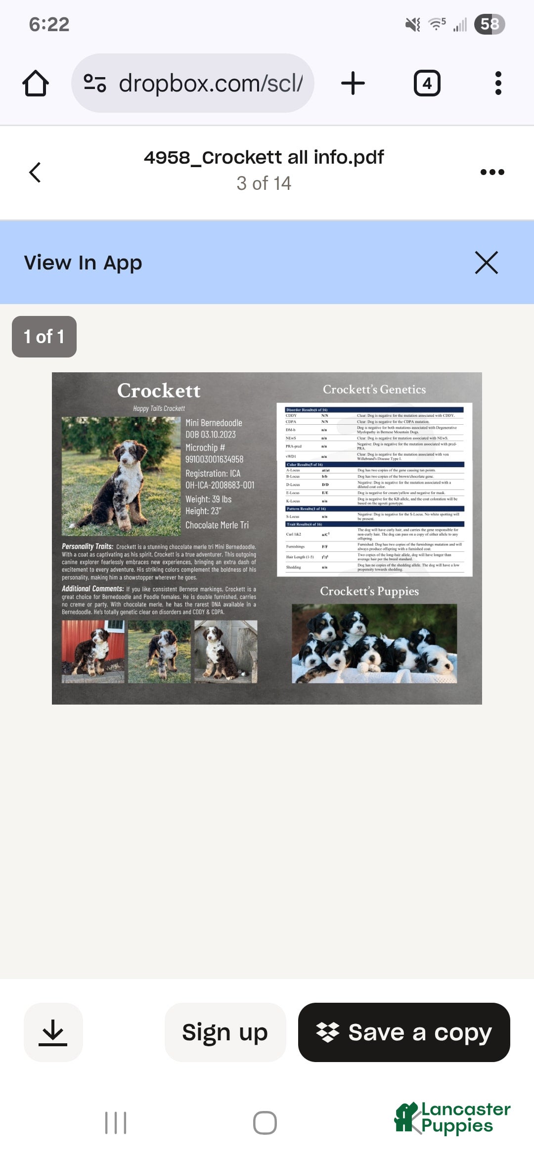 Bernedoodle dogs for sale: Charlie - Image 9