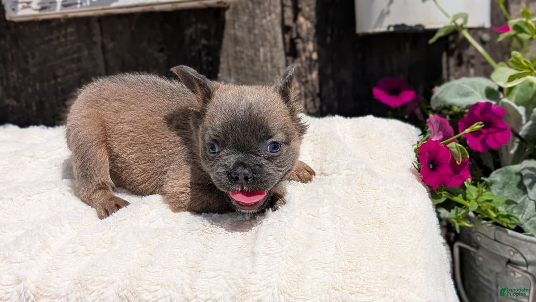 French Bulldog dogs for sale: Tyson - Image 11