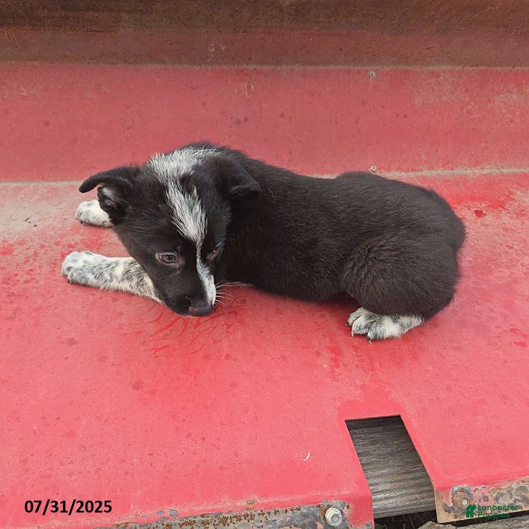 Border Collie dogs for sale: Frisky - Image 1