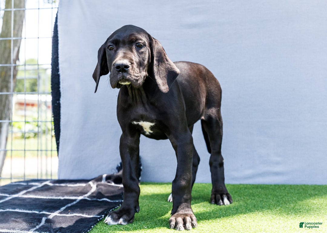 Great Dane dogs for sale: Krista - Image 16