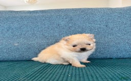 Pomeranian dogs for sale: Bunny - Image 6