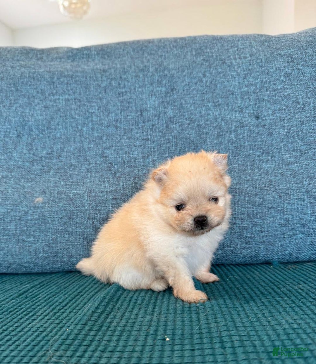 Pomeranian dogs for sale: Bunny - Image 6