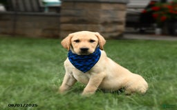 Labrador Retriever dogs for sale: Whitney - Image 10