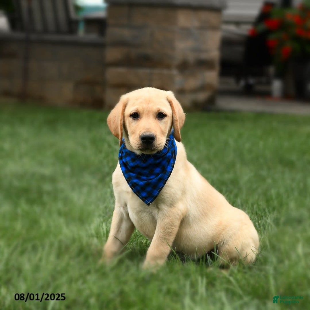 Labrador Retriever dogs for sale: Whitney - Image 10