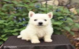 West Highland Terrier dogs for sale: Destiny - Image 2