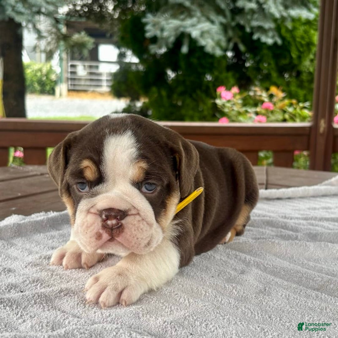 English Bulldog dogs for sale: Camille - Image 8