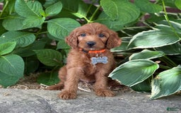 Goldendoodle dogs for sale: Ace - Image 3