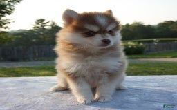 Pomsky dogs for sale: Myla - Image 5