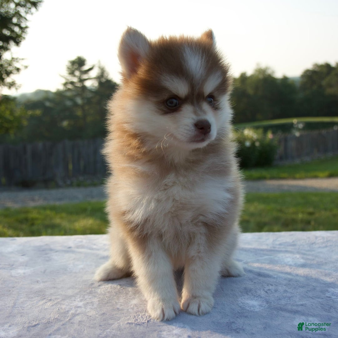 Pomsky dogs for sale: Myla - Image 5