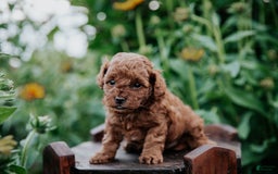 Mini Goldendoodle dogs for sale: Chloe - Image 9