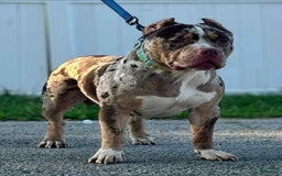 American Bully dogs for sale: Donnie Jay - Image 6