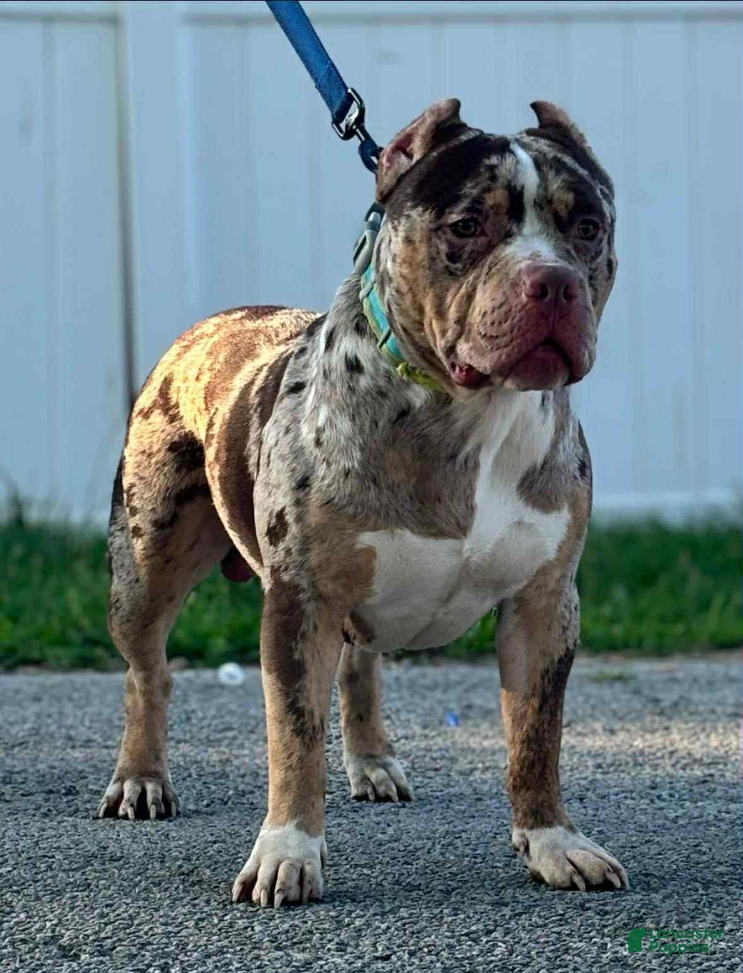 American Bully dogs for sale: Donnie Jay - Image 6