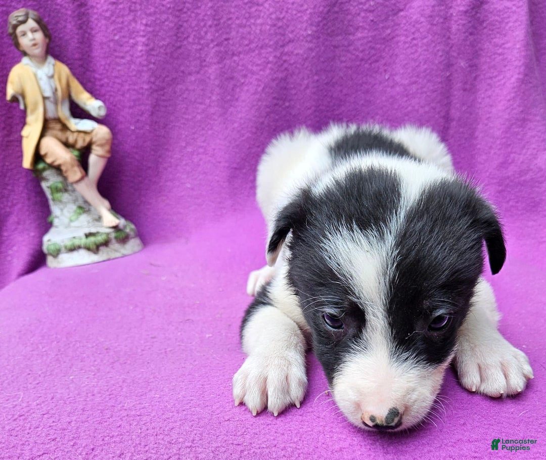 Border Collie dogs for sale: Fasti - Image 13