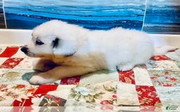 Great Pyrenees dogs for sale: June - Image 1