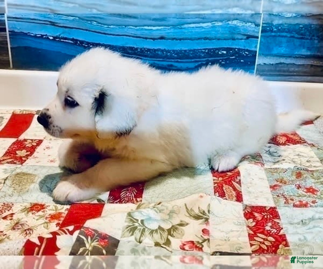 Great Pyrenees dogs for sale: June - Image 1