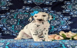 Dalmatian dogs for sale: Katrina - Image 6