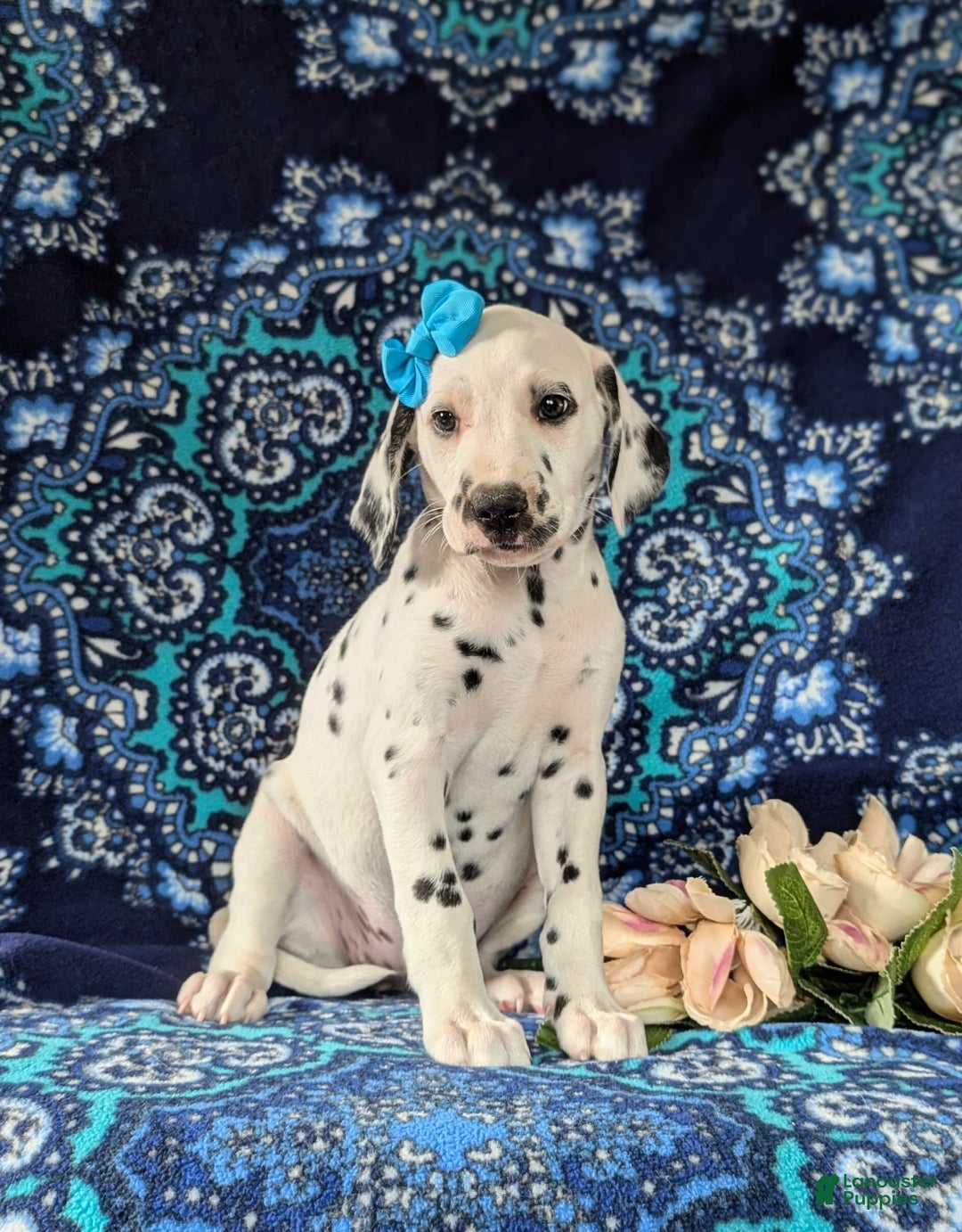 Dalmatian dogs for sale: Katrina - Image 6